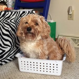 Meet your Posher, Reagan